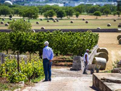 Ed � proprio la �vecchia vigna�, quella impiantata dal fondatore, a fornire il vino di punta dell'azienda: una bevanda di 15 gradi di colore rosso rubino intenso